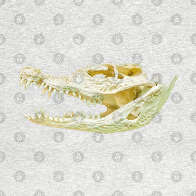 Dwarf Crocodile Skull by dalyndigaital2@gmail.com